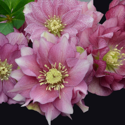 Maid of Honor Lenten Rose Perennial. Stunning Blooms.