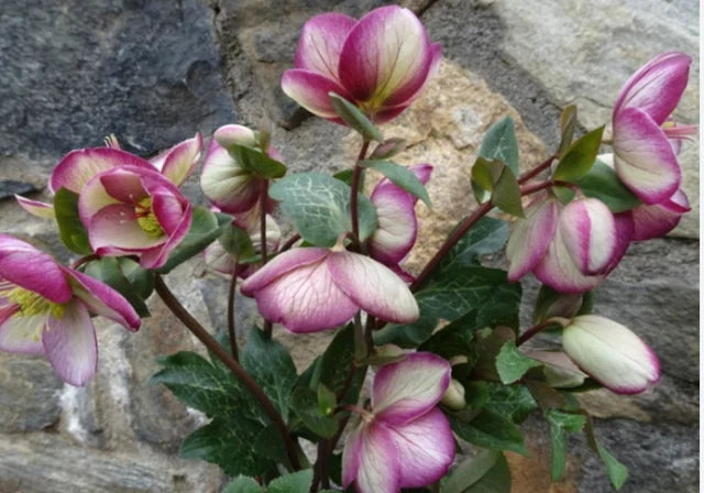 Glenda's Gloss Lenten Rose  Perennial