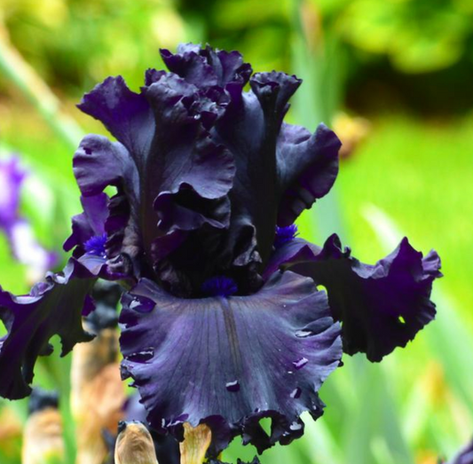 Iris Germanica 'All Night Long' Bearded Iris Bare Root Starter. Loves Sun, Drought-Tolerant.