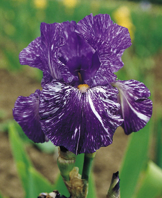 Iris Germanica 'Batik' Bearded Iris Bare Root Starter Perennial. Loves Sun, Drought-Tolerant.
