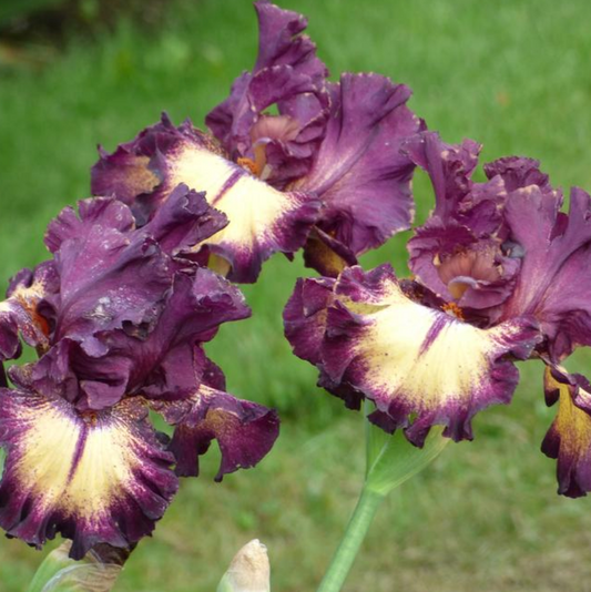 Iris Germanica 'Blood Moon' Bearded Iris Bare Root Starter. Loves Sun, Drought-Tolerant.