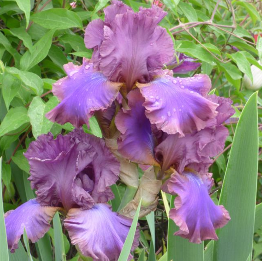 Iris Germanica 'Cantina' Bearded Iris Bare Root Starter Perennial. Rebloomer, Loves Sun, Drought-Tolerant.