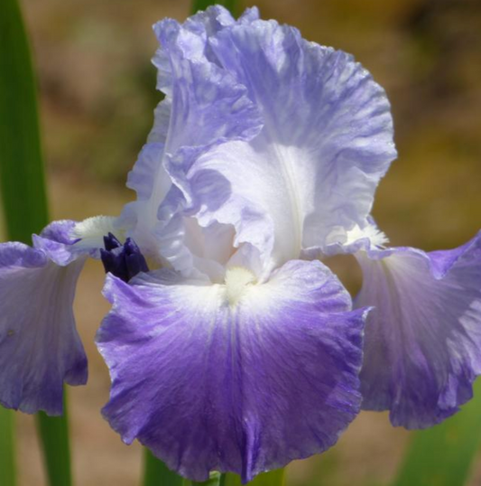 Iris Germanica 'Clarence' Bearded Iris Bare Root Starter Perennial. Rebloomer, Loves Sun, Drought-Tolerant.