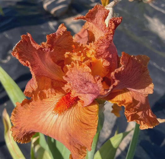 Iris Germanica 'Copper Classic' Rare Orange Bearded Iris Bare Root Starter. Loves Sun, Drought-Tolerant.