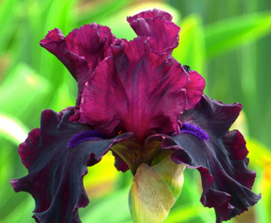 Iris Germanica 'Devil's Punchbowl' Bearded Iris Bare Root Starter. Loves Sun, Drought-Tolerant.