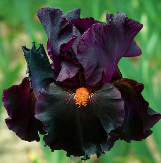 Iris Germanica 'Dracula's Kiss' Bearded Iris Bare Root Starter. Standout Purple-Black Colors. Loves Sun, Drought-Tolerant.