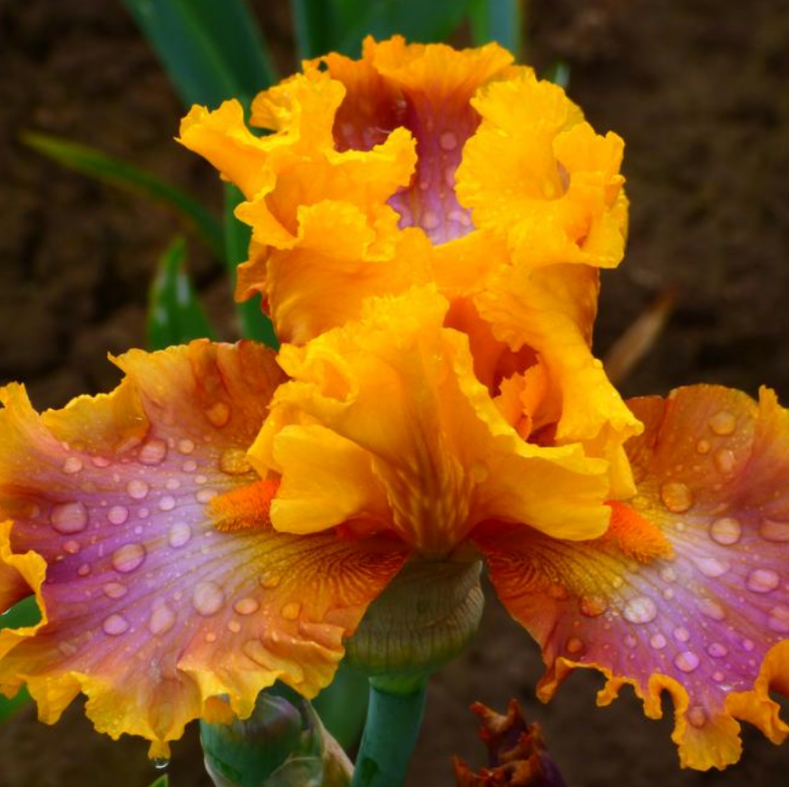 Iris Germanica 'Nice Job' Bearded Iris Bare Root Starter. Tall, Loves Sun, Drought-Tolerant.