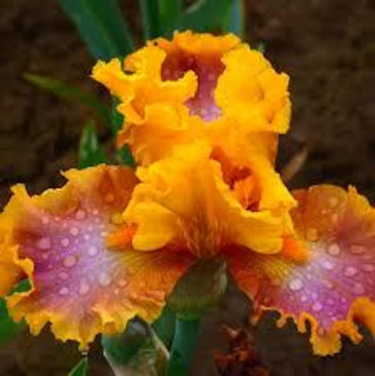 Iris Germanica 'Nice Job' Bearded Iris Bare Root Starter. Tall, Loves Sun, Drought-Tolerant.