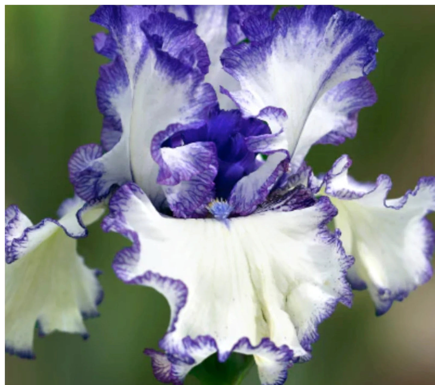 Iris Germanica 'Presby's Crown Jewel' Bearded Iris Bare Root Starter Perennial. Rebloomer, Loves Sun, Drought-Tolerant.