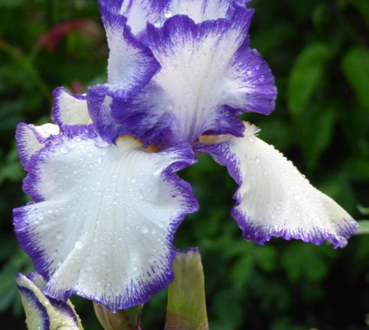 Iris Germanica 'Presby's Crown Jewel' Bearded Iris Bare Root Starter Perennial. Rebloomer, Loves Sun, Drought-Tolerant.