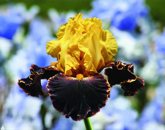 Iris Germanica 'Sun Devil' Bearded Iris Bare Root Starter Perennial. Loves Sun, Drought-Tolerant.