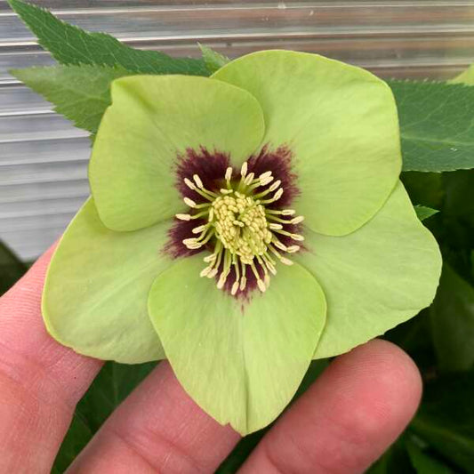 Helleborus 'Irish Luck' Lenten Rose Perennial