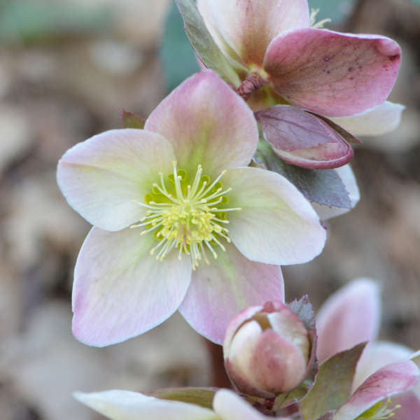 Ivory Prince Lenten Rose Perennial. Vigorous Grower with Burgandy-Pink Buds.