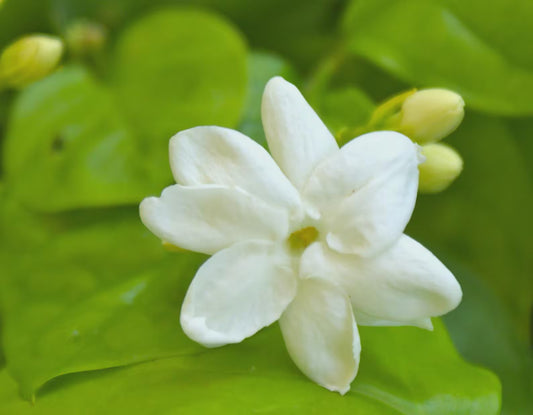 3 Jasmine ‘Maid of Orleans’ (Jasminum sambac) Live Starter Plants. Super Healthy.