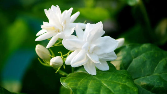 3 Jasmine ‘Maid of Orleans’ (Jasminum sambac) Live Starter Plants. Super Healthy.