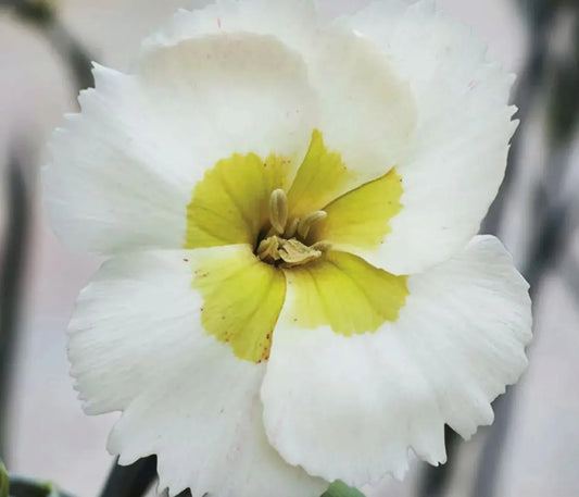 3 Live Key Lime Pie  Dianthus Perennial Plants. Loves Sun. Easy to Grow. Pollinator.