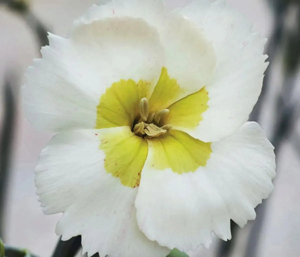 Dianthus 'American Pie Key Lime Pie' Perennial Multipacks. Love