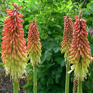 Emerald Coast Growers / Kniphofia uvaria 'Flamenco' Mix
