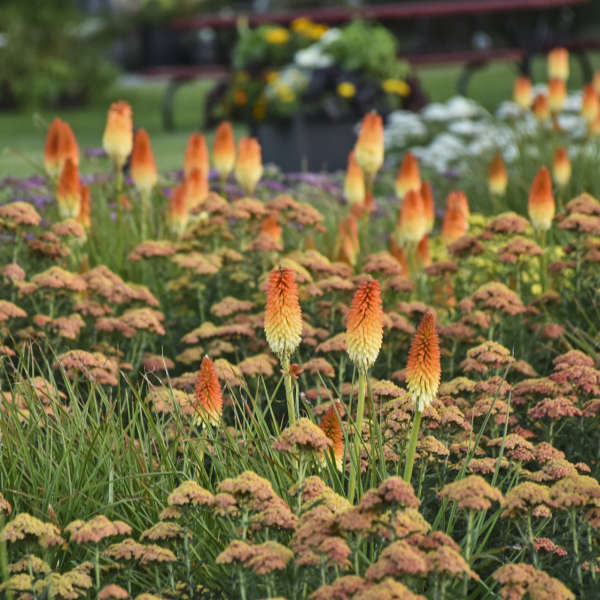 4-Mixed Pack Kniphofia 'Hot and Cold' & 'Orange Blaze' Red Hot