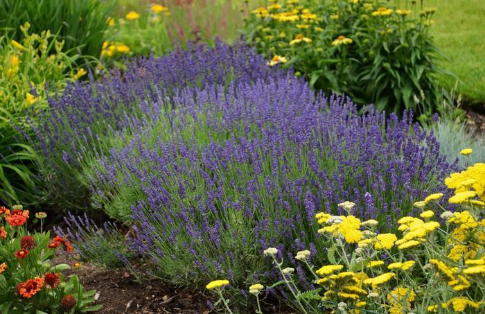 Walter Gardens, Inc. / Lavandula angustifolia 'Hidcote'