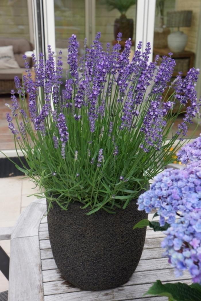 Peace Tree Farm / Lavandula angustifolia 'Big Time Blue'