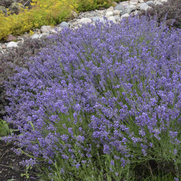 Walters Gardens, Inc. / Lavandula angustifolia 'Essence Purple'