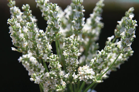 Creek Hill Nursery / Lavandula 'Exceptional'