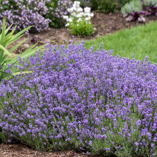 Live Lavandula angustifolia Munstead Lavender Starter Perennial. Super Healthy. Ready to Plant.