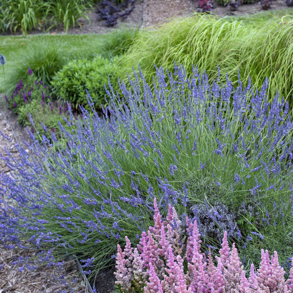 Walters Gardens, Inc. / Lavandula x intermedia PHENOMENAL® ('Niko' PP24193)