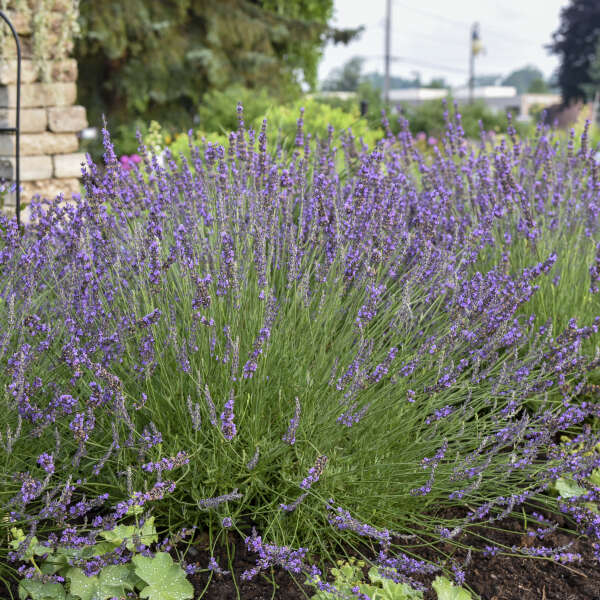 Walters Gardens, Inc. / Lavandula x intermedia PHENOMENAL® ('Niko' PP24193)