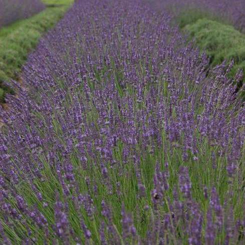 Walters Gardens, Inc. / Lavandula x intermedia PHENOMENAL® ('Niko' PP24193)