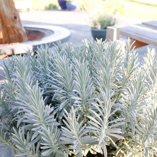 3-Pack Lavandula Sensational. The Three-Season English Lavender Perennial.