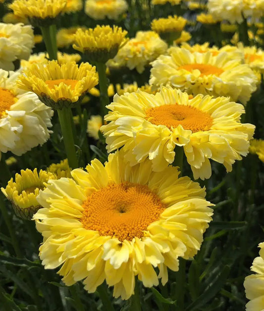 3 Leucanthemum Realflor® ‘Real Goldcup' Shasta Daisy Perennial Starters. The "Yellowist" of All  Daisies. Easy to Grow.