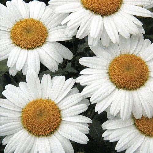 Emerald Coast Growers / Leucanthemum 'Snow Lady'