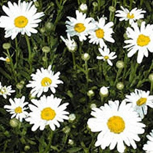 3 Leucanthemum superbum 'Alaska' Shasta Daisy Starter Perennials. Love Sun. Super Easy to Grow.