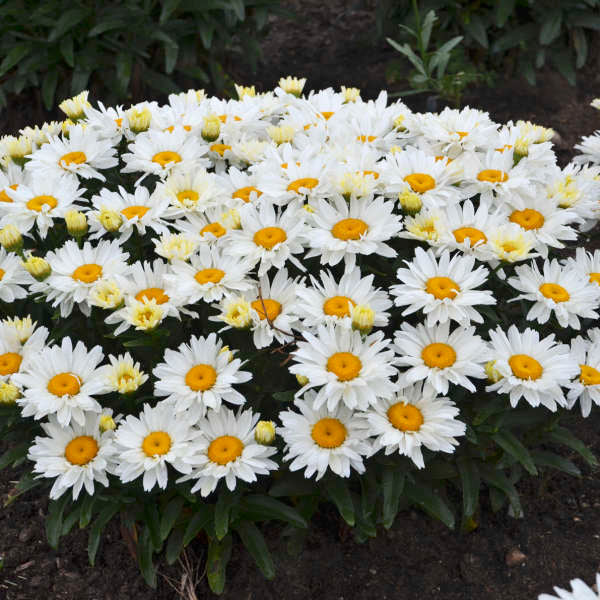 Walters Gardens, Inc. / Leucanthemum superbum 'Cream Puff'