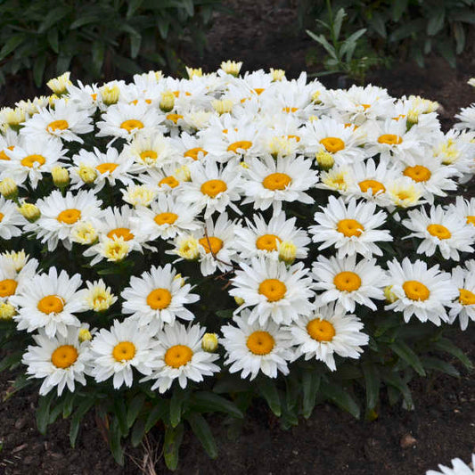 Walters Gardens, Inc. / Leucanthemum superbum 'Cream Puff'