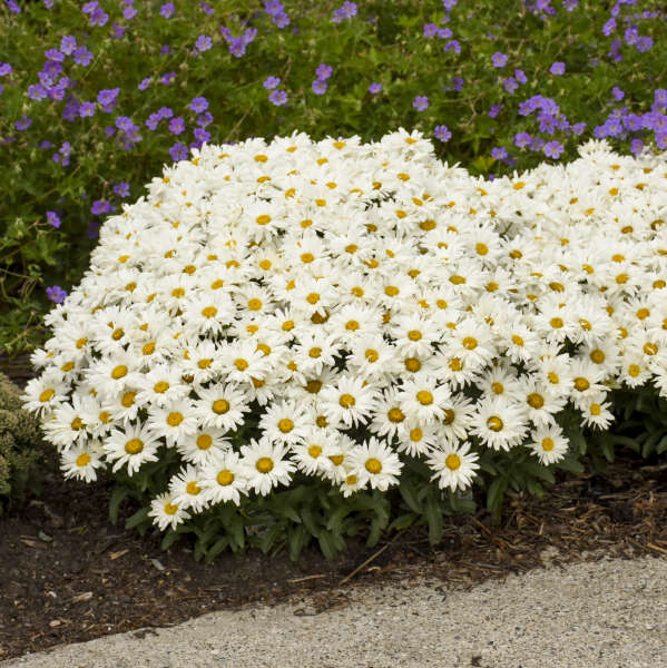 Walters Gardens, Inc. / Leucanthemum superbum 'Cream Puff'