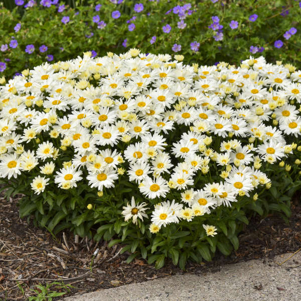 Walters Gardens, Inc. / Leucanthemum superbum 'Cream Puff'