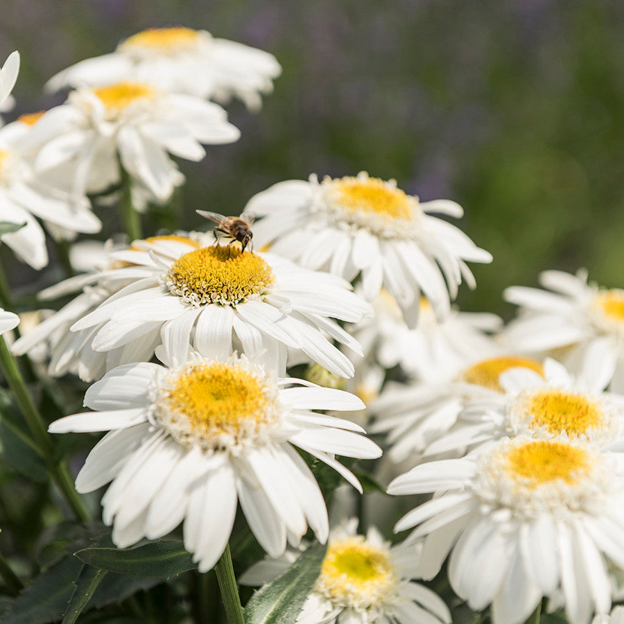 Emerald Coast Growers / Leucanthemum 'Sweet Daisy Birdy'