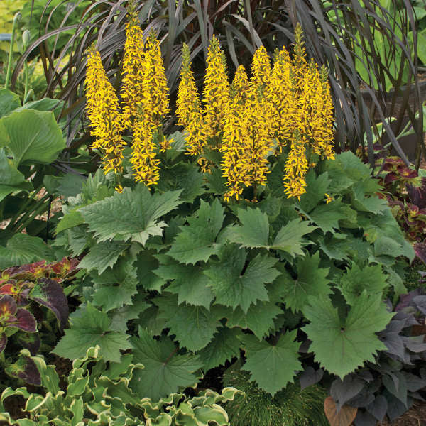 Walters Gardens, Inc. / Ligularia 'Bottle Rocket'
