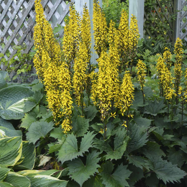 Walters Gardens, Inc. / Ligularia 'Bottle Rocket'