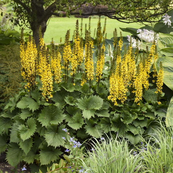 Walters Gardens, Inc. / Ligularia 'Bottle Rocket'