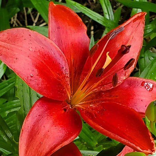 Berbee Bulb Co. / Lilium Asiatic aRed County