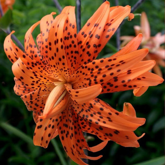 Berbee Bulb Co. / Asiatic Tiger Flore Pleno Lily