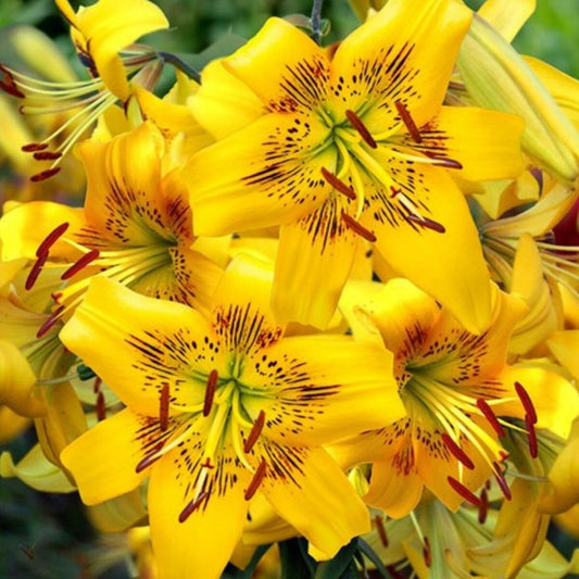 Berbee Bulb Co. / Lilium Asiatic Tiger Yellow 