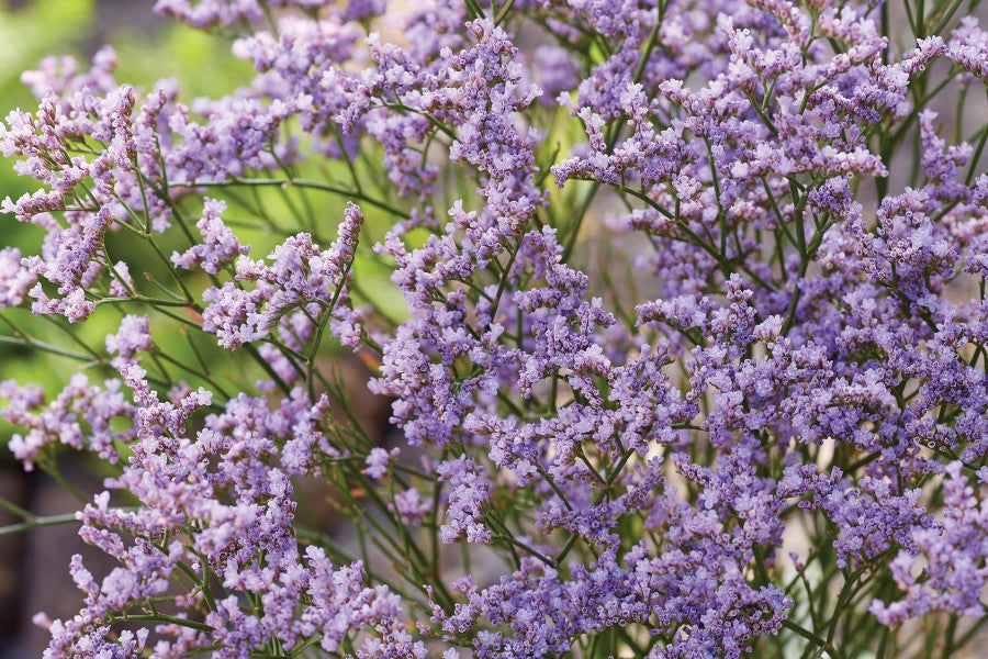Creek Hill Nursery / Limonium 'Dazzle Rocks'