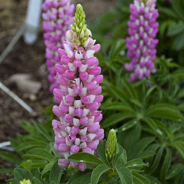 Walters Gardens, Inc. / Lupinus polyphyllus MINI GALLERY™ Series - Pink Bicolor
