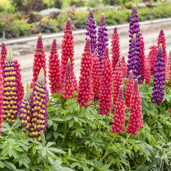 Walters Gardens, Inc. / Lupinus CANDYLAND™ Mix