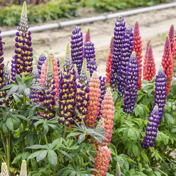 3 Lupinus CANDYLAND™ Mix Perennial Starters. Commanding